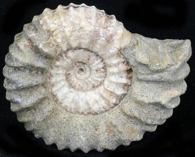 Pavlovia Ammonite Fossil - Siberia #29741